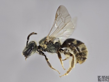 [Lasioglossum bruneri female thumbnail]